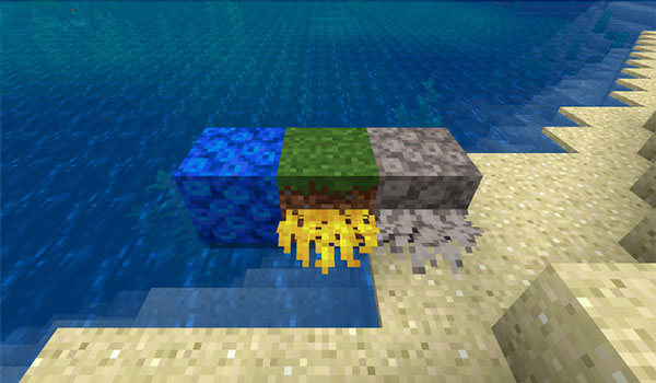 Imagen donde podemos ver cómo solo sobrevive el coral cuando está junto a un bloque de agua, en Minecraft.